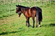 QUARTER HORSE PP FONDATION - TOP MENTAL - 2 ANS - DISPO