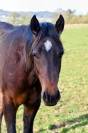 QUARTER HORSE PP FONDATION - TOP MENTAL - 2 ANS - DISPO