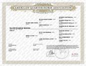 QUARTER HORSE PP FONDATION - TOP MENTAL - 2 ANS - DISPO