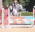 Yegua Connemara En venta 2011 Tordo