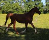 Hongre 5 ans SF Originel par Ernest 