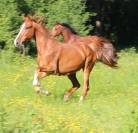 Hongre 5 ans SF Originel par Ernest 