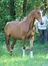 Hongre 5 ans SF Originel par Ernest 