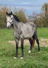 Male 4 ans Catchar mail x Casano
