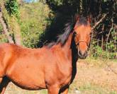 Hongre pur-sang arabe pleins papiers