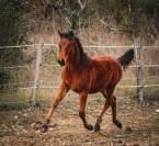 Hongre pur-sang arabe pleins papiers