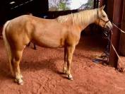 Pouliche Quarter Horse Isabelle PP