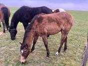 Pouliche Quarter Horse Isabelle PP