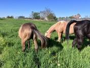 Pouliche Quarter Horse Isabelle PP