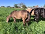 Pouliche Quarter Horse Isabelle PP