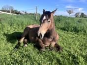 Pouliche Quarter Horse Isabelle PP