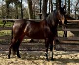 ?PRE 12 ans&ndash;Jument coup de c&oelig;ur, gentille et appliqu&eacute;e