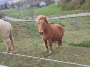 poney de loisirs 