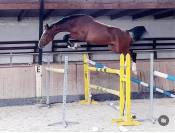 Selle fran&ccedil;ais de 6 ans Grandorado Tn x Almox Prints 