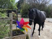 Hongre part-arabe noir