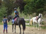 Hongre part-arabe noir