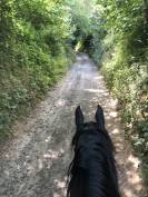 Hongre part-arabe noir