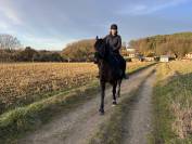 Hongre part-arabe noir