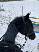 Hongre part-arabe noir