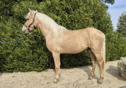 A vendre entier palomino PRE