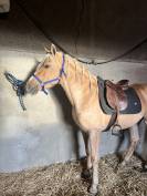 A vendre entier palomino PRE