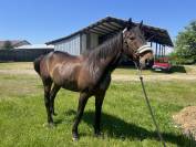 &Eacute;cho du Lupin, trotteur fran&ccedil;ais au grand c&oelig;ur