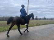 &Eacute;cho du Lupin, trotteur fran&ccedil;ais au grand c&oelig;ur