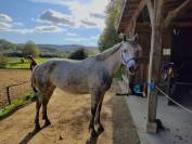 Petite jument pfs/connemara