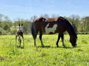 Jument et poulain Paint Horse 