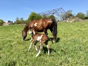 Poulain et Jument Paint Horse