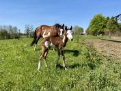 Poulain et Jument Paint Horse