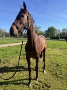 Cheval de r&eacute;forme 