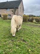 Entier &agrave; vendre 