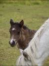 Filly Origin Recorded For sale 2026 Grey
