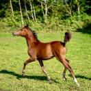 Pur Sang Arabe poulain