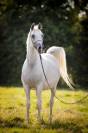 Pur Sang Arabe poulain