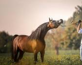 Pur Sang Arabe poulain