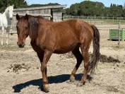 Cheval de loisir hongre type lusitanien 162cm