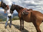 Cheval de loisir hongre type lusitanien 162cm