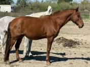 Cheval de loisir hongre type lusitanien 162cm