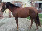 Cheval de loisir hongre type lusitanien 162cm