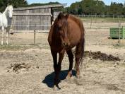 Cheval de loisir hongre type lusitanien 162cm