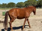 Cheval de loisir hongre type lusitanien 162cm