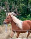 magnifique jument shetland 12 ans