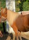 magnifique jument shetland 12 ans