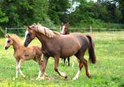  Jument welsh pony pp de 10 ans import&eacute;e Pays de Galles