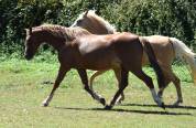  Jument welsh pony pp de 10 ans import&eacute;e Pays de Galles