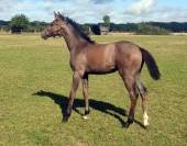 Belle Jument poulini&egrave;re 12 ans - Top Origines