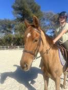 Chevaux de sport et de loisir &agrave; vendre 