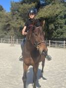 Chevaux de sport et de loisir &agrave; vendre 